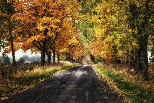 Autumn road landscape in bright colors