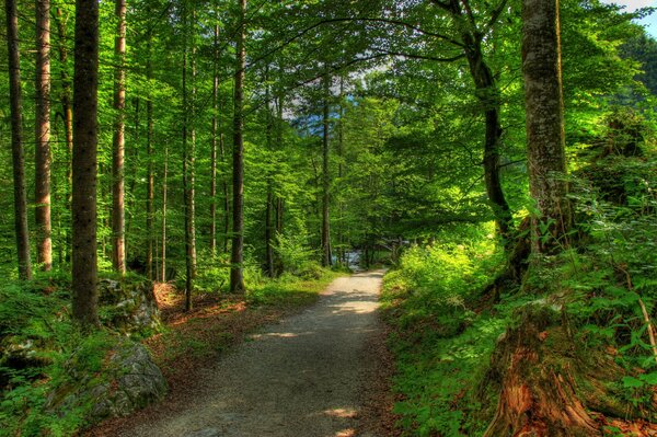 Morning glare on the forest path