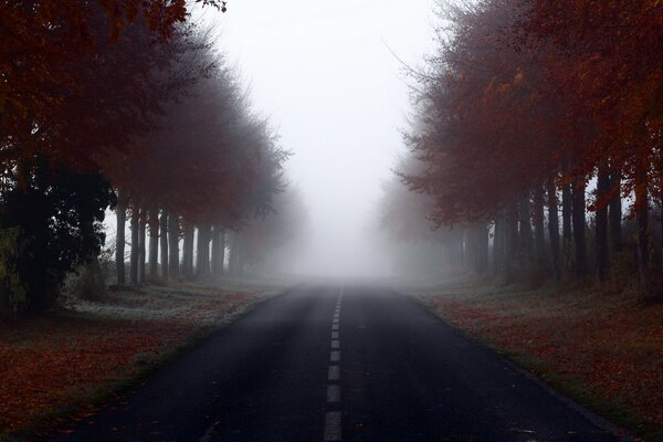 The road in the misty forest