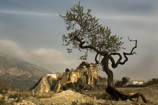 Árbol torcido entre las rocas