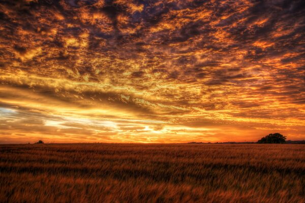 Unglaublicher Sonnenuntergang im Feld