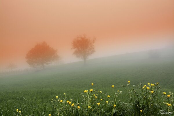 Densa niebla. Árboles y flores en el campo