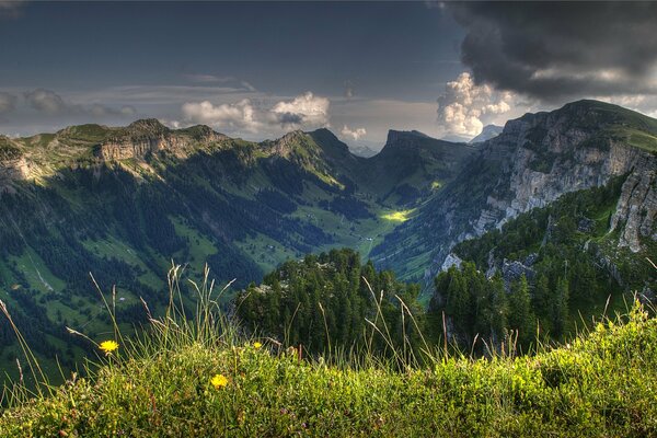 Specie montane dello Schweitz. Erba e fiori