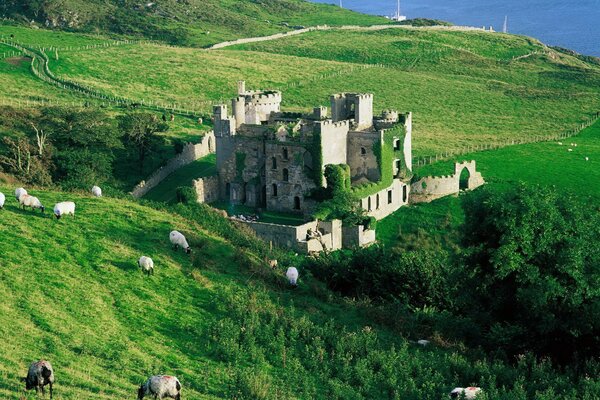 Animaux paissent près du château dans les montagnes