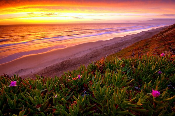 Coucher de soleil multicolore jaune-rose-violet et fleurs roses dans la verdure dense