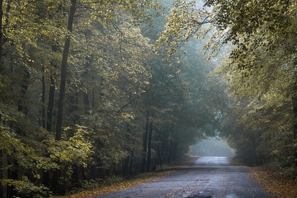 Autumn Golden Road