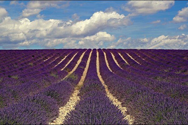 Lavender field of flowers in France