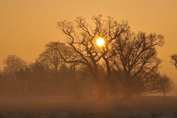 Bäume bei Sonnenuntergang in einem nebligen Feld