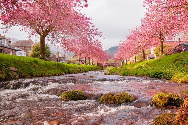 Sakura blüht am Frühlingstag am Flussufer