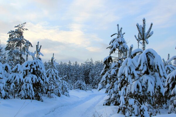 Straße in einem wunderschönen verschneiten Wald