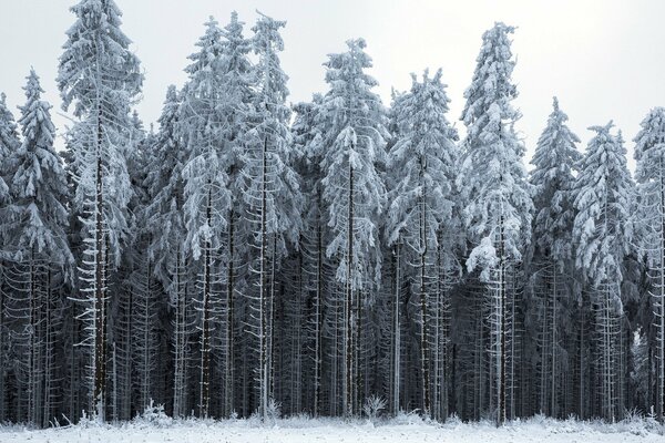 Forêt d hiver gris silencieux