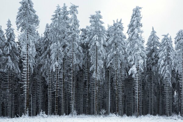 Cichy szary zimowy las