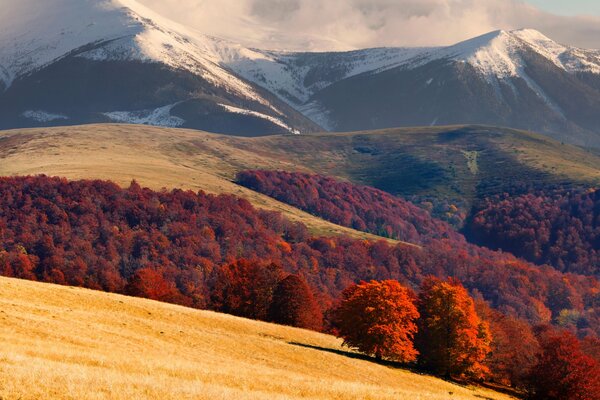 Paysage de montagne avec forêt rouge