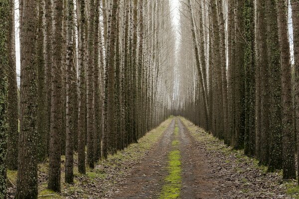 The road between tall trees