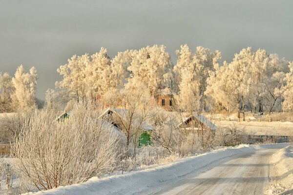 Beautiful trees are silvered with frost in the rays of the sun