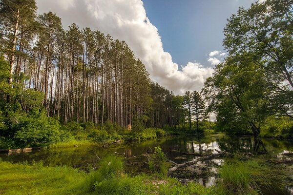 Beautiful nature. Green summer forest, lake