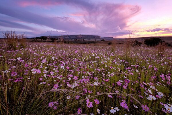 Rosy flowers at sunset