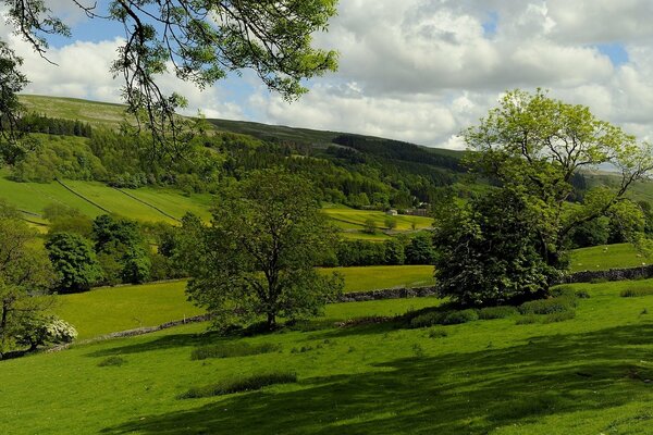 Angleterre, pâturage avec des arbres, champs