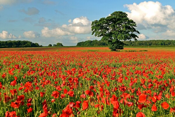 Rote Mohnblumen im Tal mit einem einsamen Baum