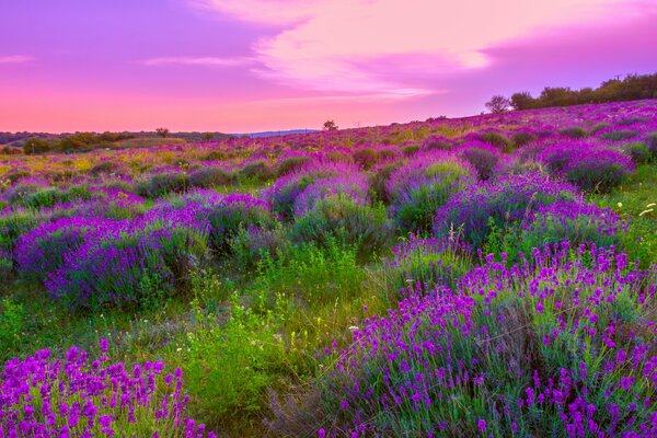 Bel cielo e campo di lavanda