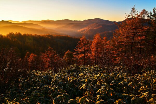 The landscape of the morning mountains in the fog bathed in the rays of the sun