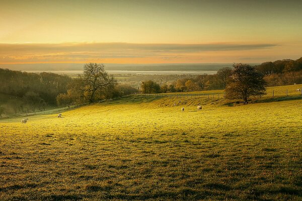 Morning dawn on the sheep pasture