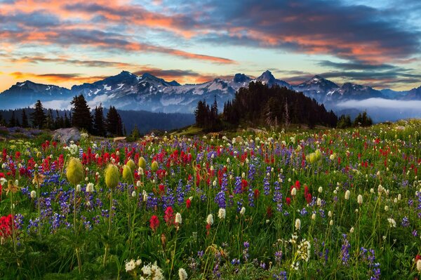 Landschaft. Natur, Garten, Sonnenuntergang und Berge