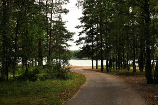 Strada per il lago attraverso la foresta