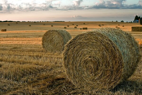 Heurollen auf dem Feld nach der Ernte