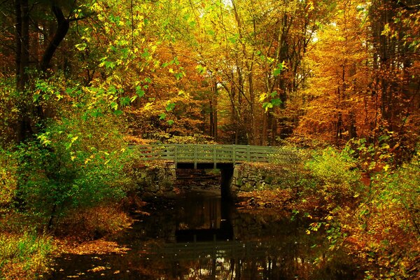 Brücke über den Teich im Herbstwald