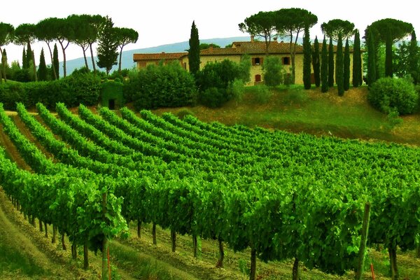 Wine from Italy province of Tuscany