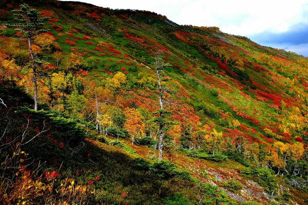 Autumn landscape of trees on the mountain