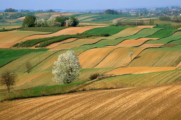 A harvested field with several trees on it