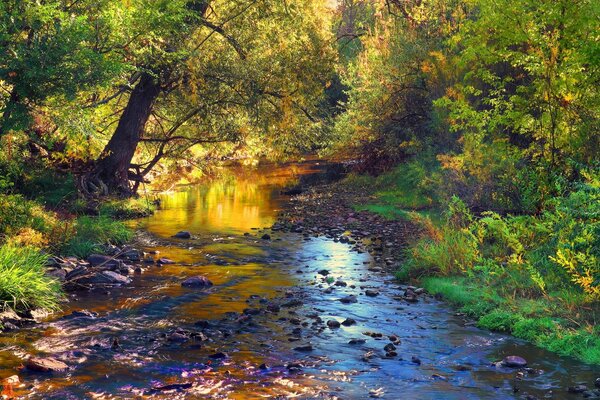 Paysage de ruisseau rocheux dans la forêt d automne