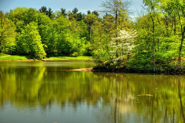 USA. Forest. Summer. River