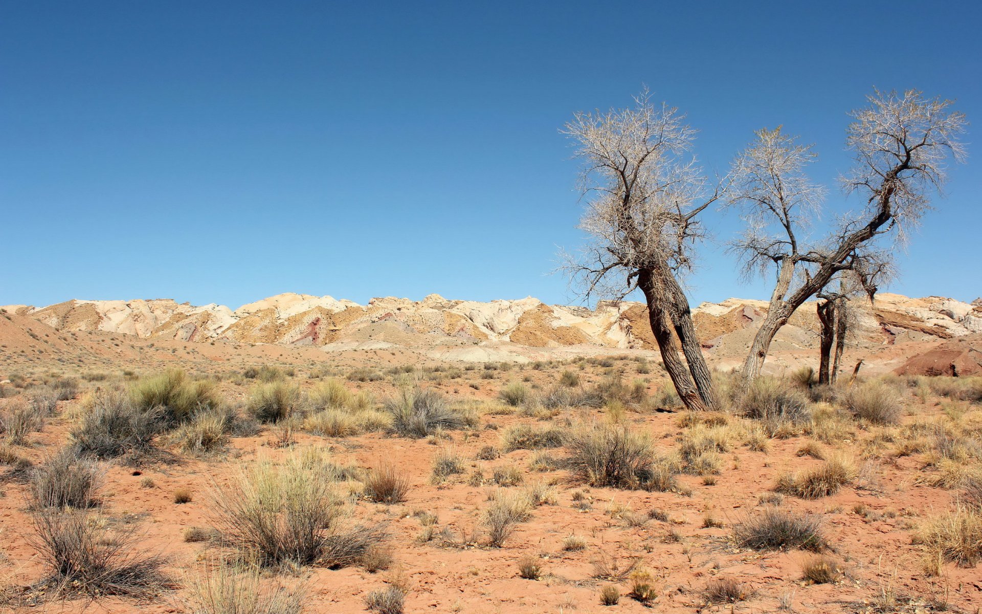 desert tree landscape