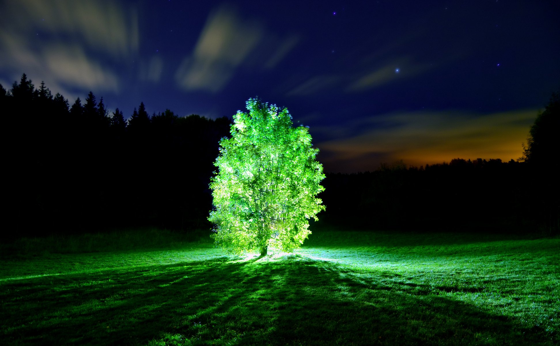 árbol luz árbol luminoso noche