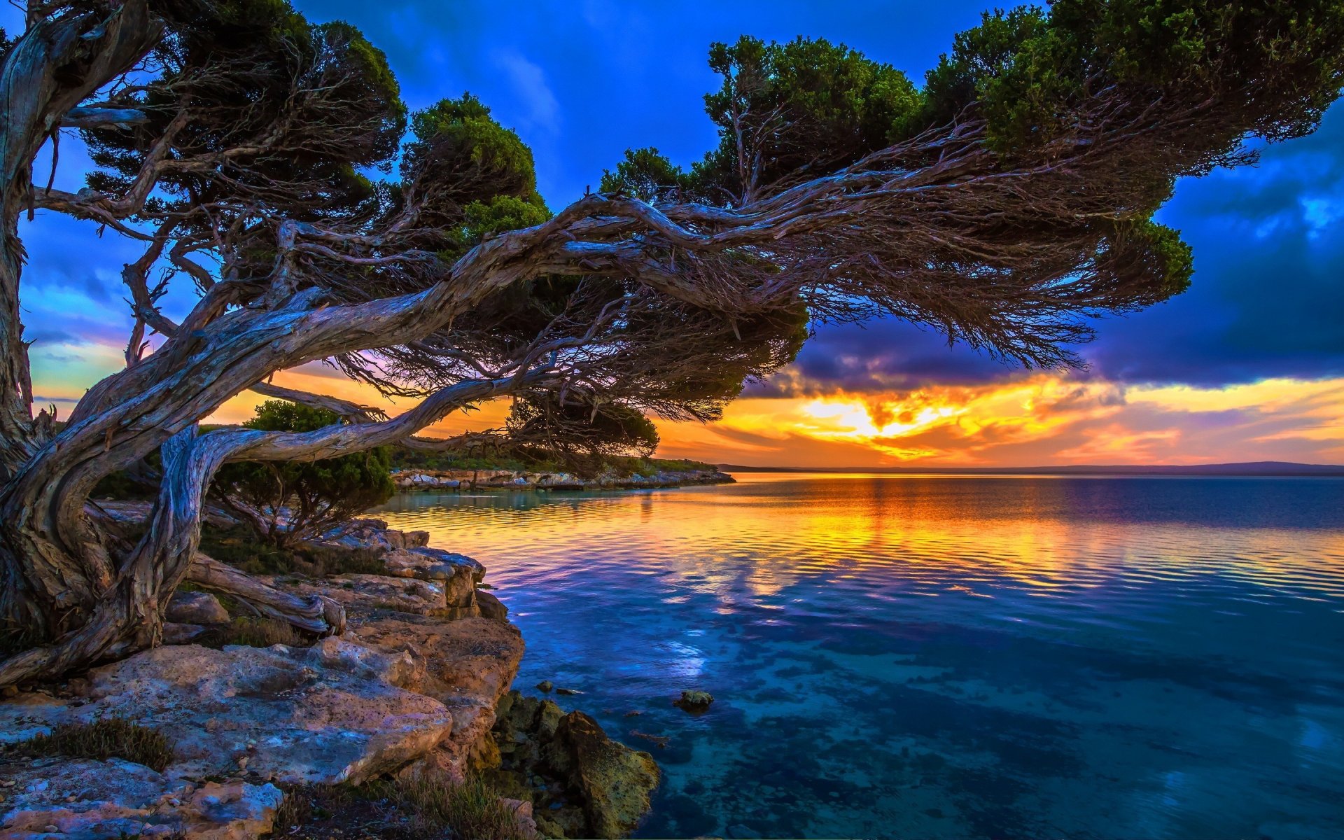 árbol tronco corteza forma agua superficie superficie reflexión cielo nubes luz amanecer puesta del sol