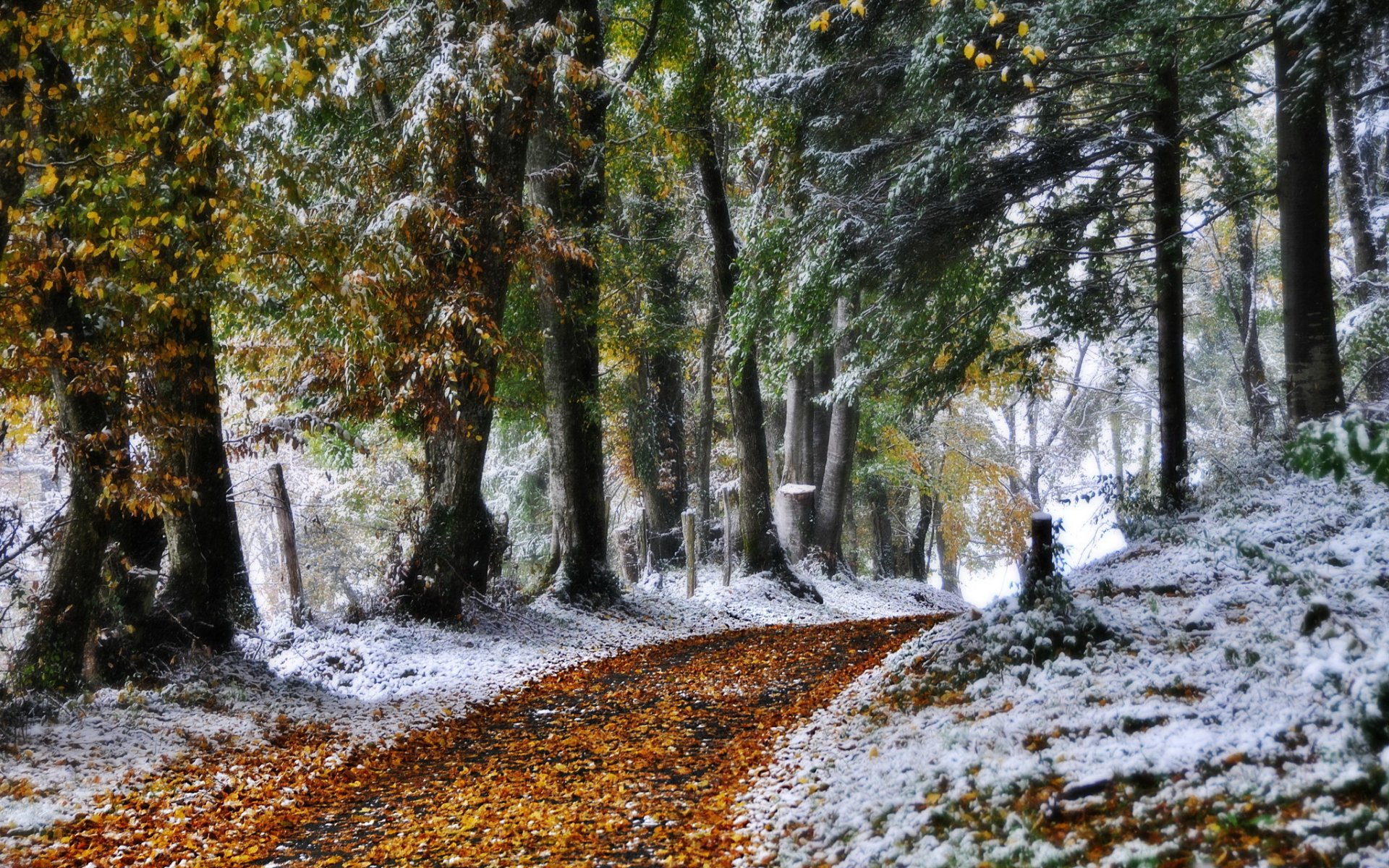 winter straße natur foto