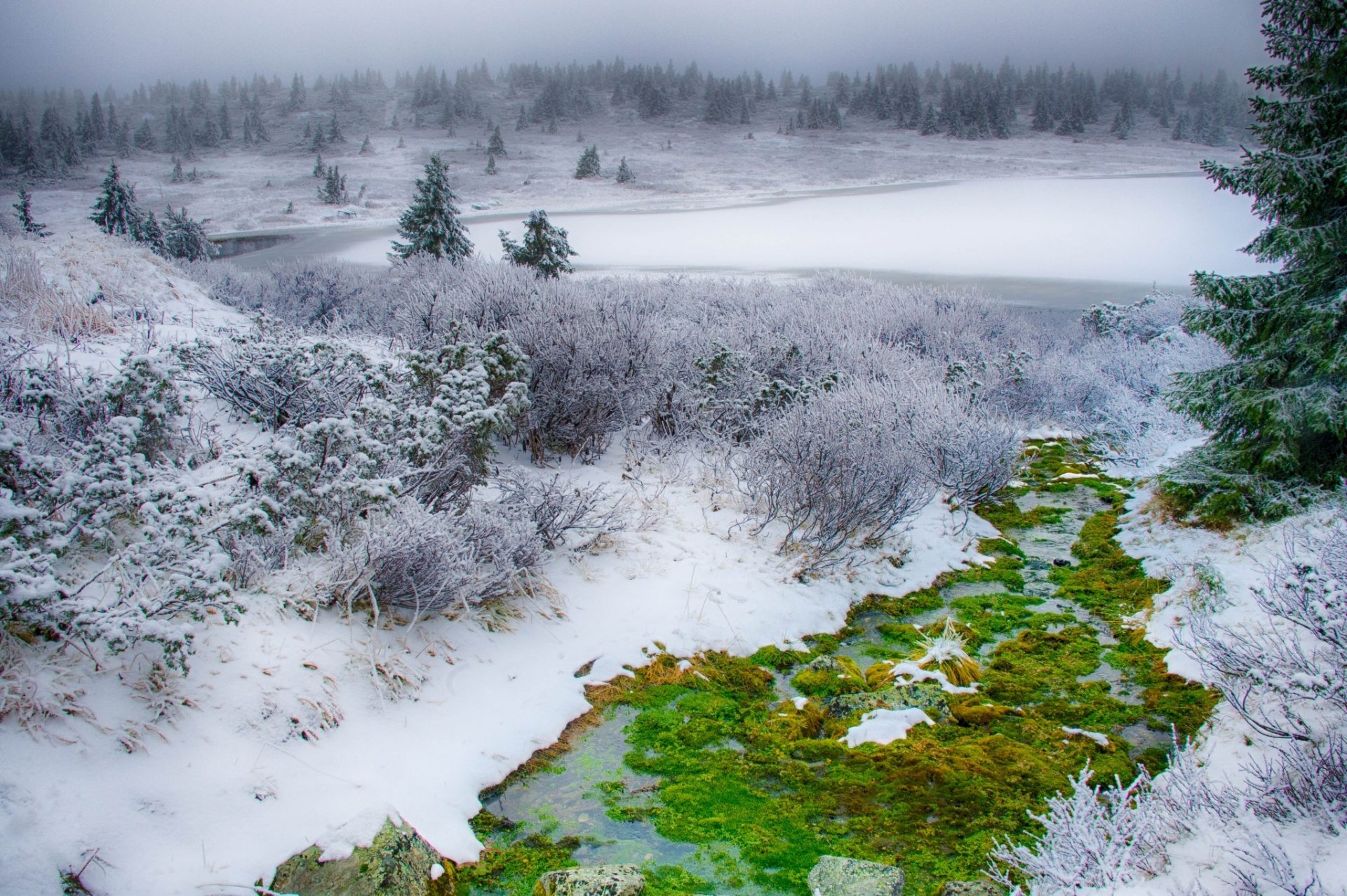 amy inverno neve erba verde muschio abete rosso albero di natale campo cespugli inverno verde cespuglio albero di natale albero foresta natura hd