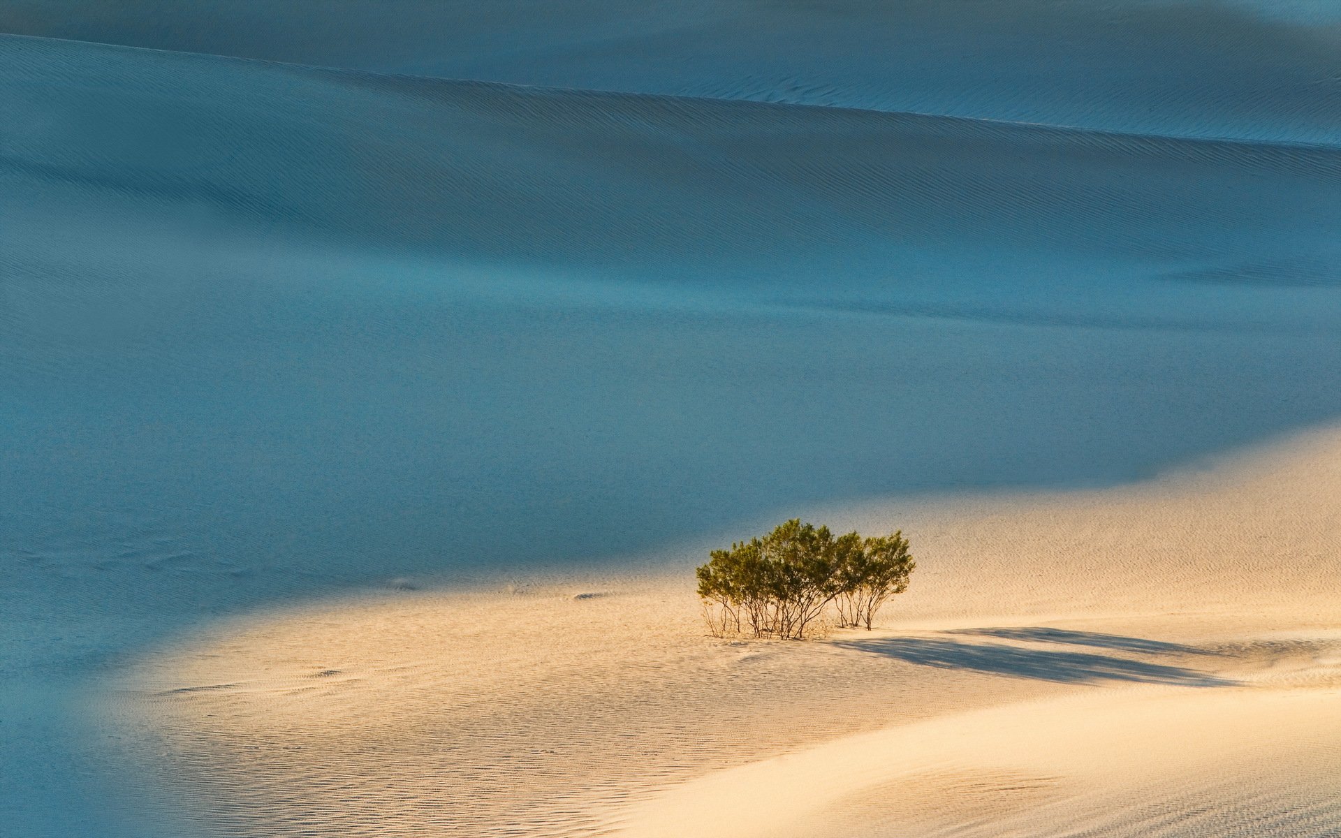 sabbia alberi paesaggio