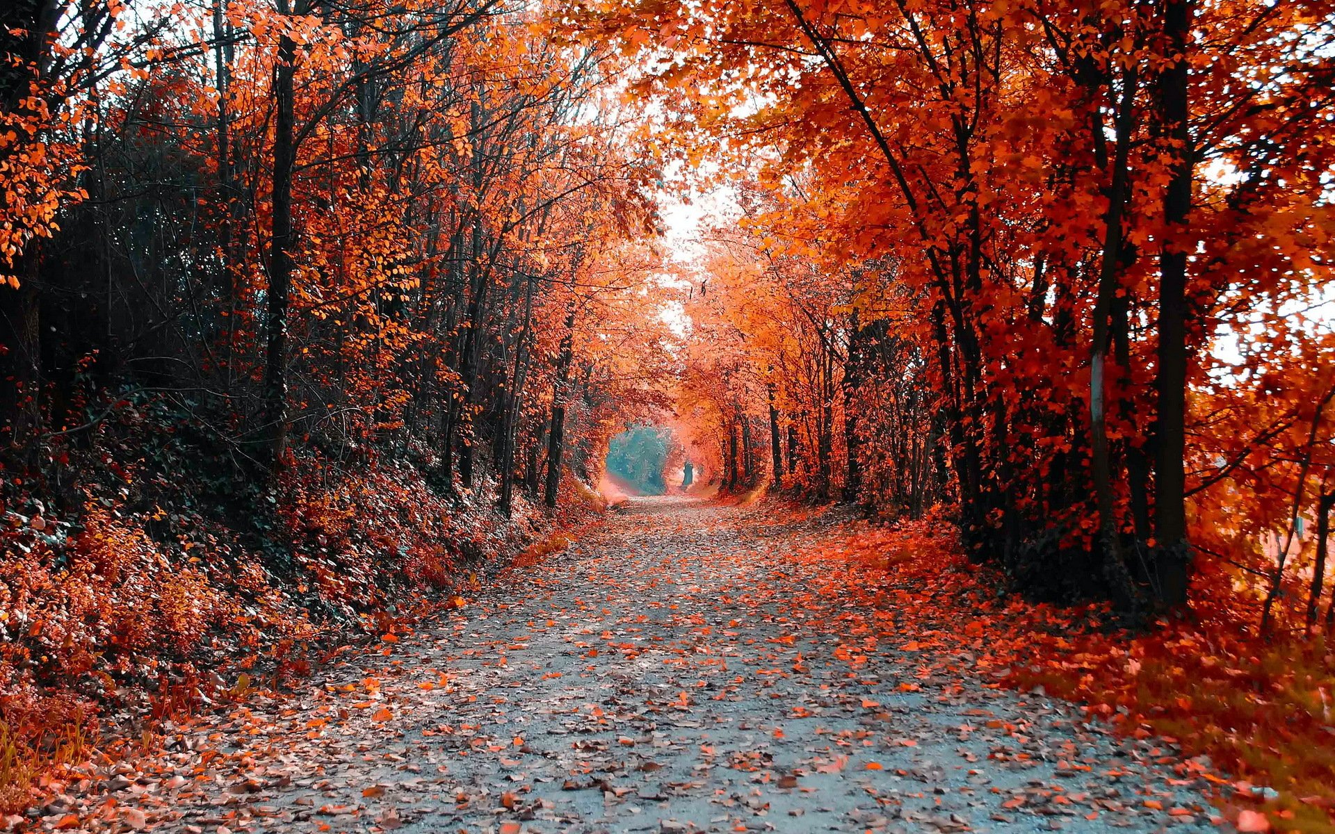 road tree landscape autumn flower