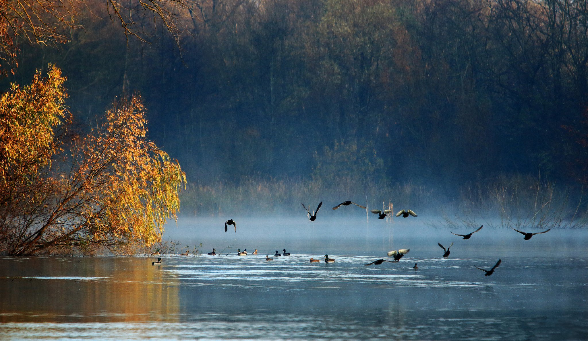 herbst wald see vögel enten