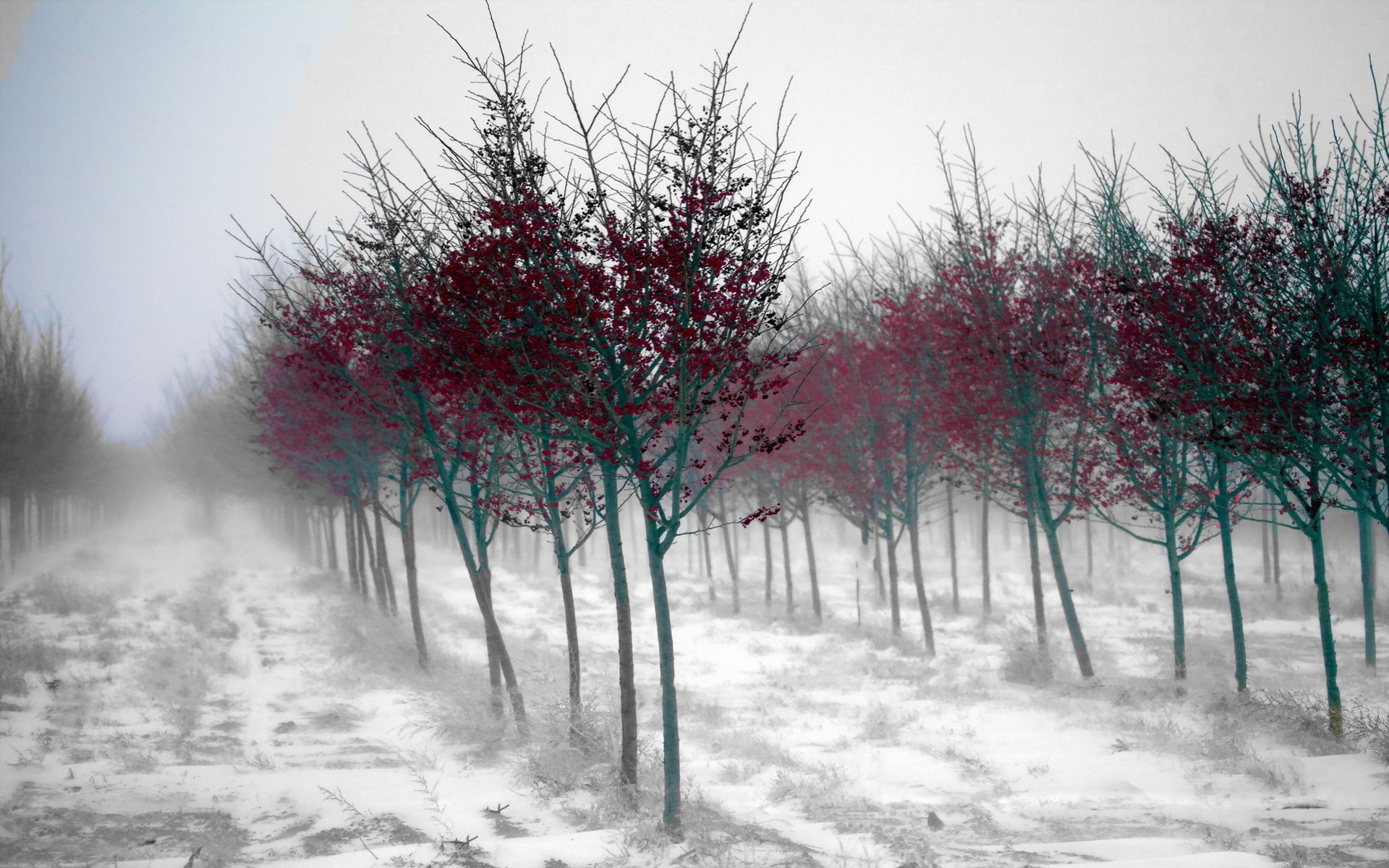 giardino alberi nebbia paesaggio