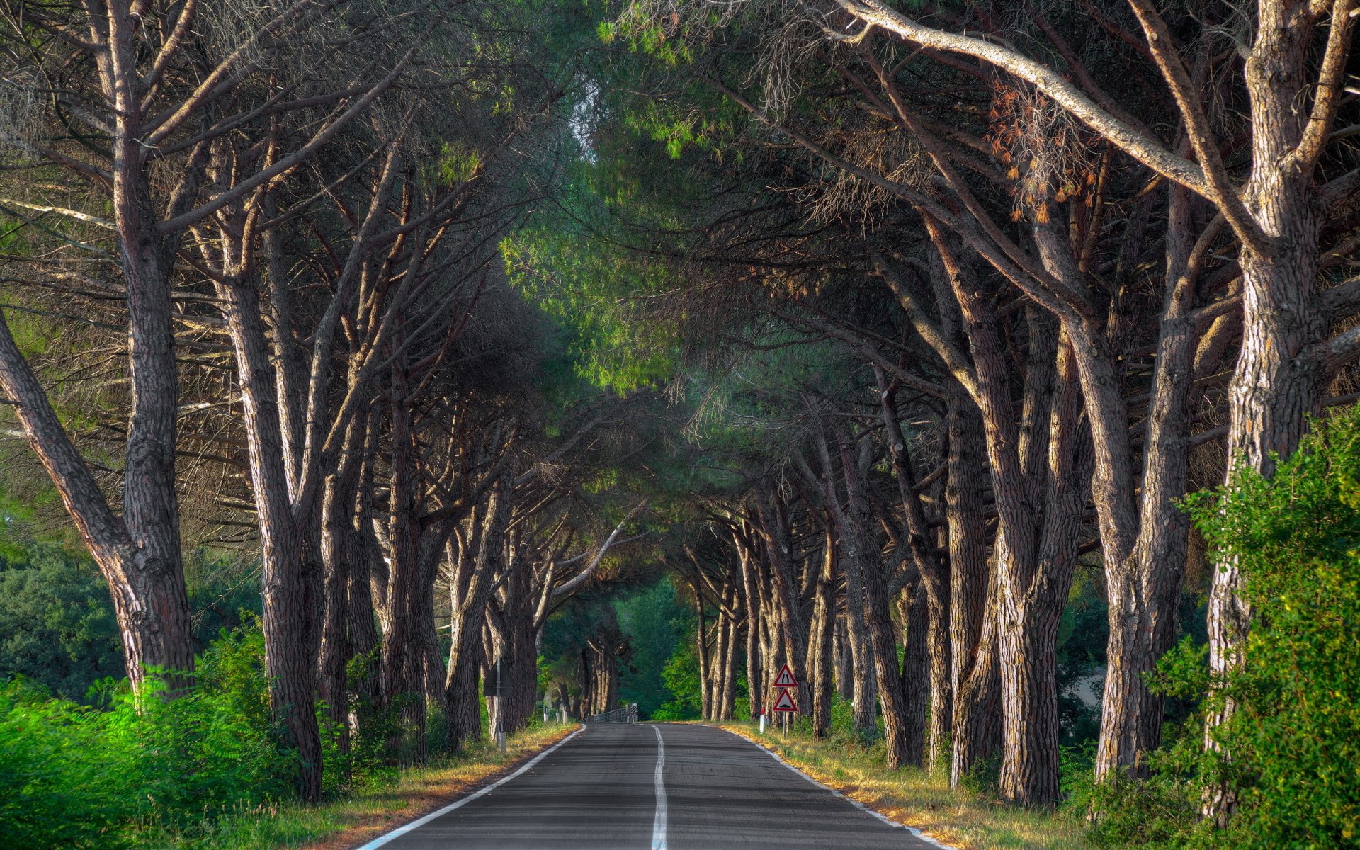 road tree landscape