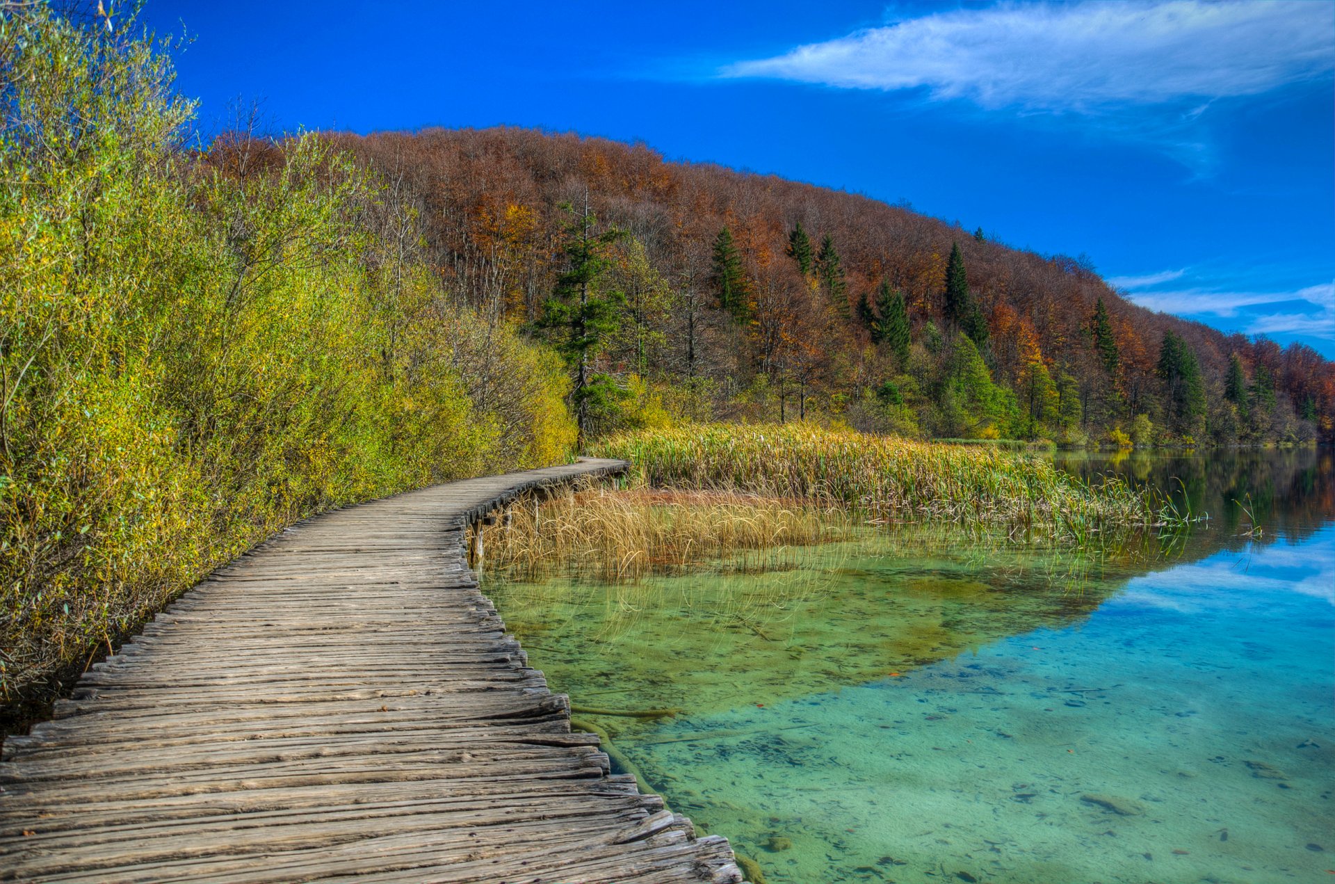 ky forest tree slope lake causeway autumn track