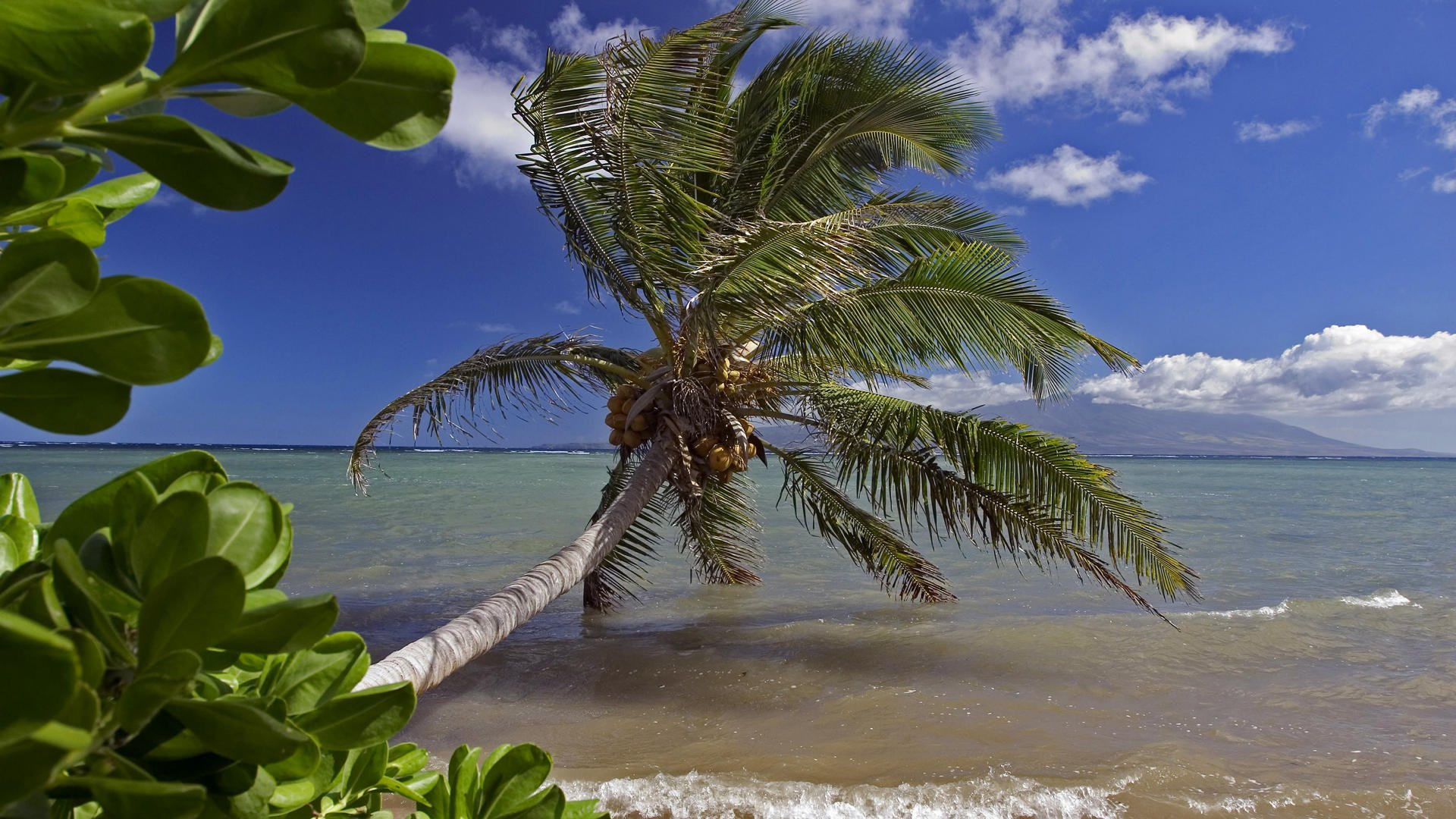 meer palme verer strand blätter wellen himmel