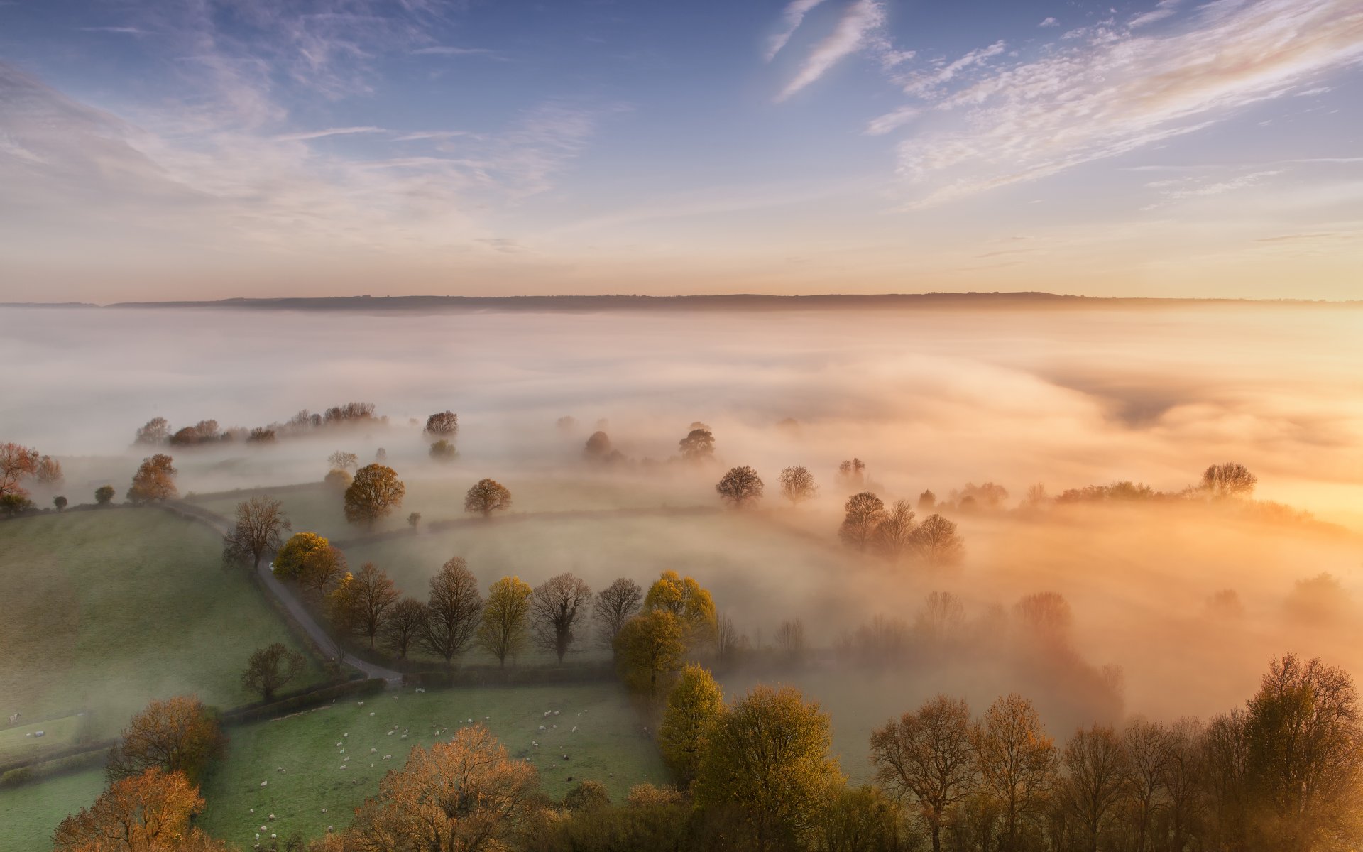 matin brume brouillard arbres champs