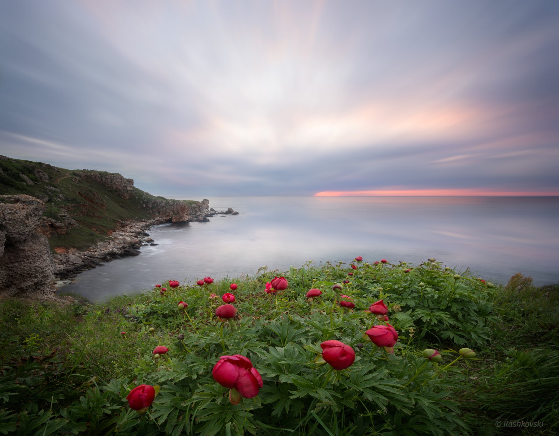 nature mer falaise fleurs pivoines paysage