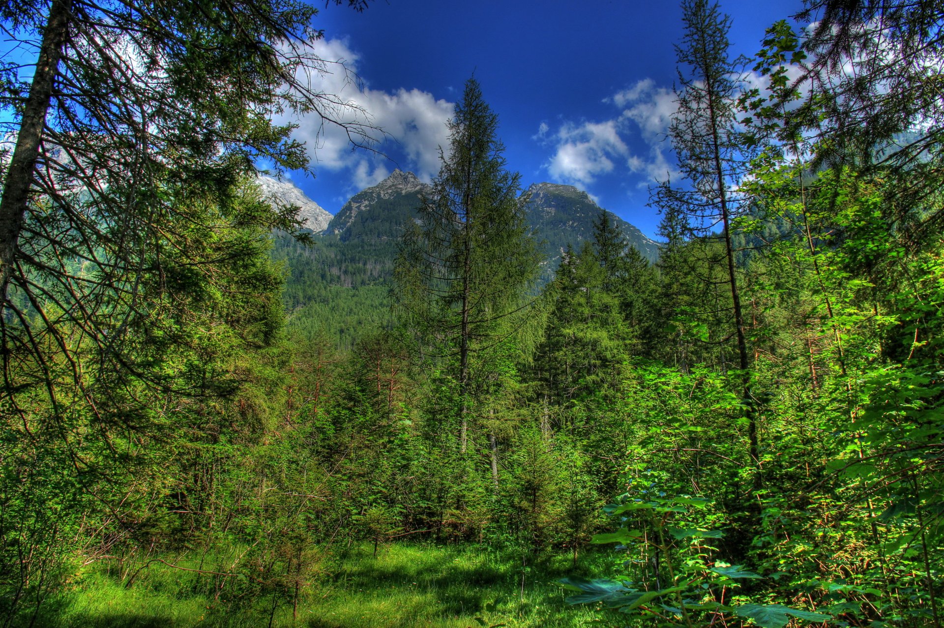 allemagne montagnes forêt bavière hdr nature photo